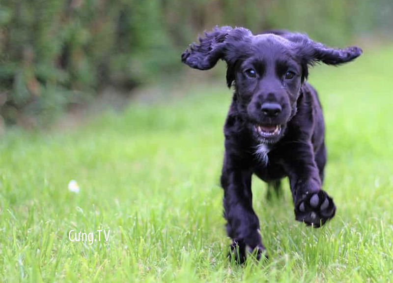 Cooker Spaniel