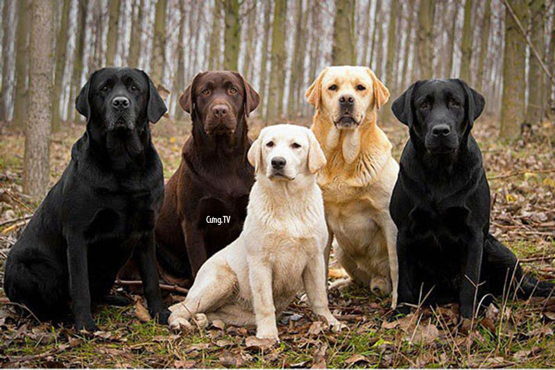 Chó Labrador Retriever