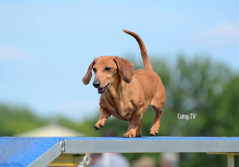 Chó Dachshund