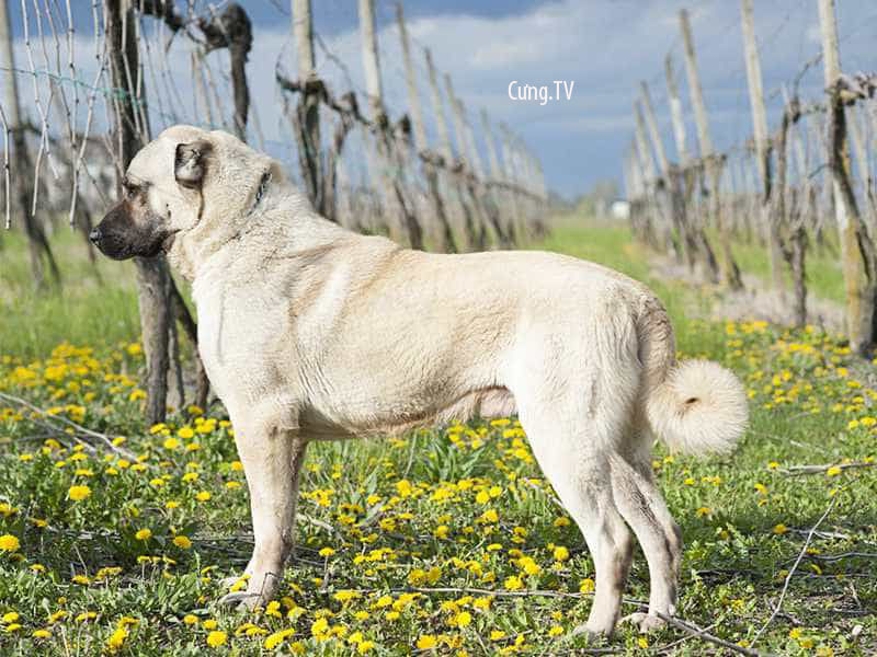 Chó Kangal