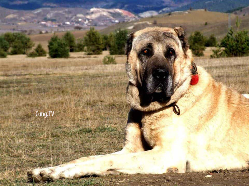 Chó Kangal