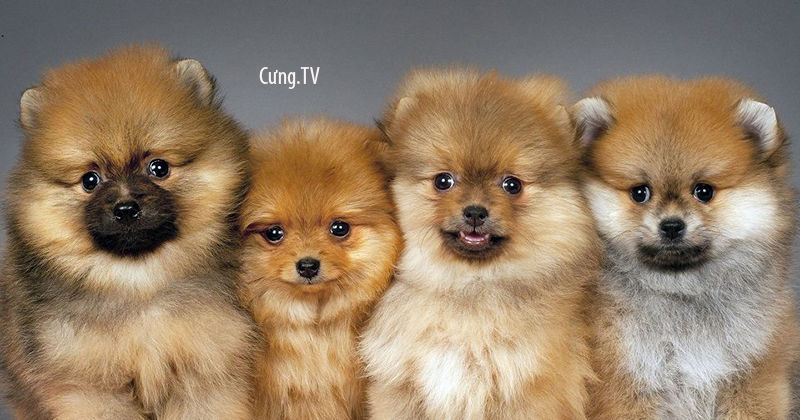 Chó Phốc Sóc PomeranianPom ăn gì  Lolipet  Chuyên chuột hamster  chó  cảnh  mèo cảnh  nhím cảnh  thỏ cảnh