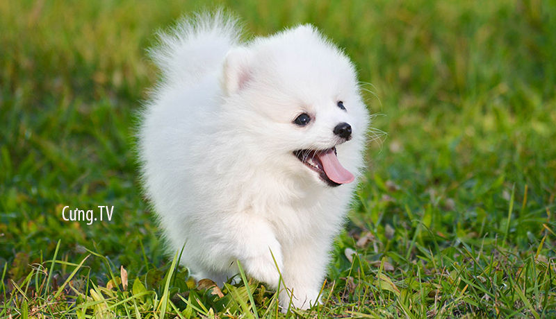 Hãy xem hình ảnh chú chó Phốc Sóc mini đáng yêu và dễ thương này với giá cả hợp lý. Nó sẽ khiến bạn cười và muốn có một chú chó nhỏ xinh như vậy trong nhà của mình.