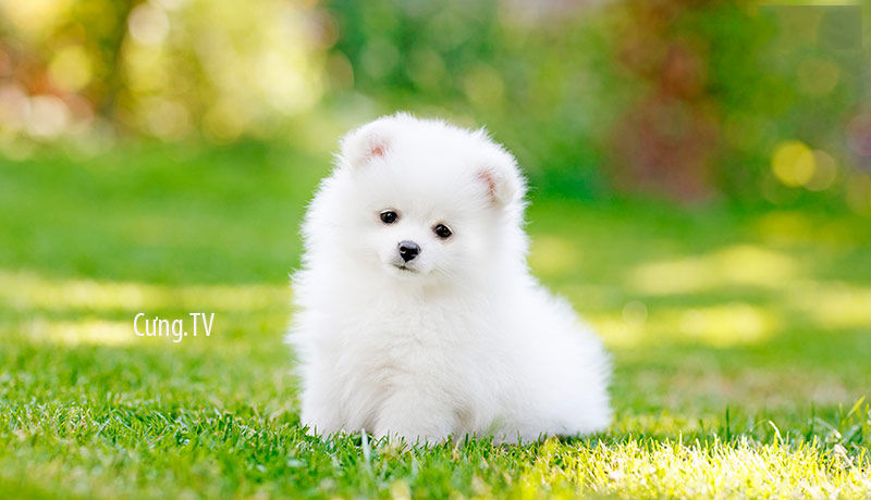 Bạn có muốn tìm một giá chó phốc sóc mini cute để nuôi như một thành viên gia đình mới không? Hãy truy cập vào thư viện ảnh của chúng tôi để xem những hình ảnh của loại chó này và xem chúng như thế nào!