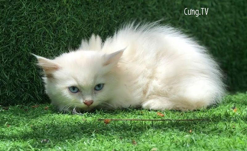 Mèo Maine Coon trắng