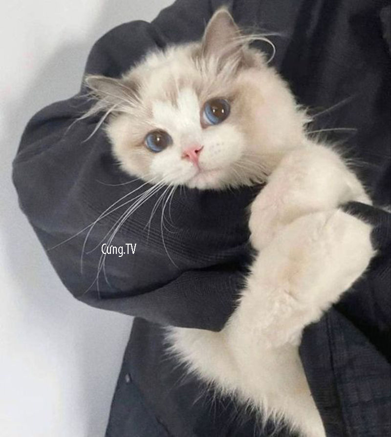 Mèo Ragdoll