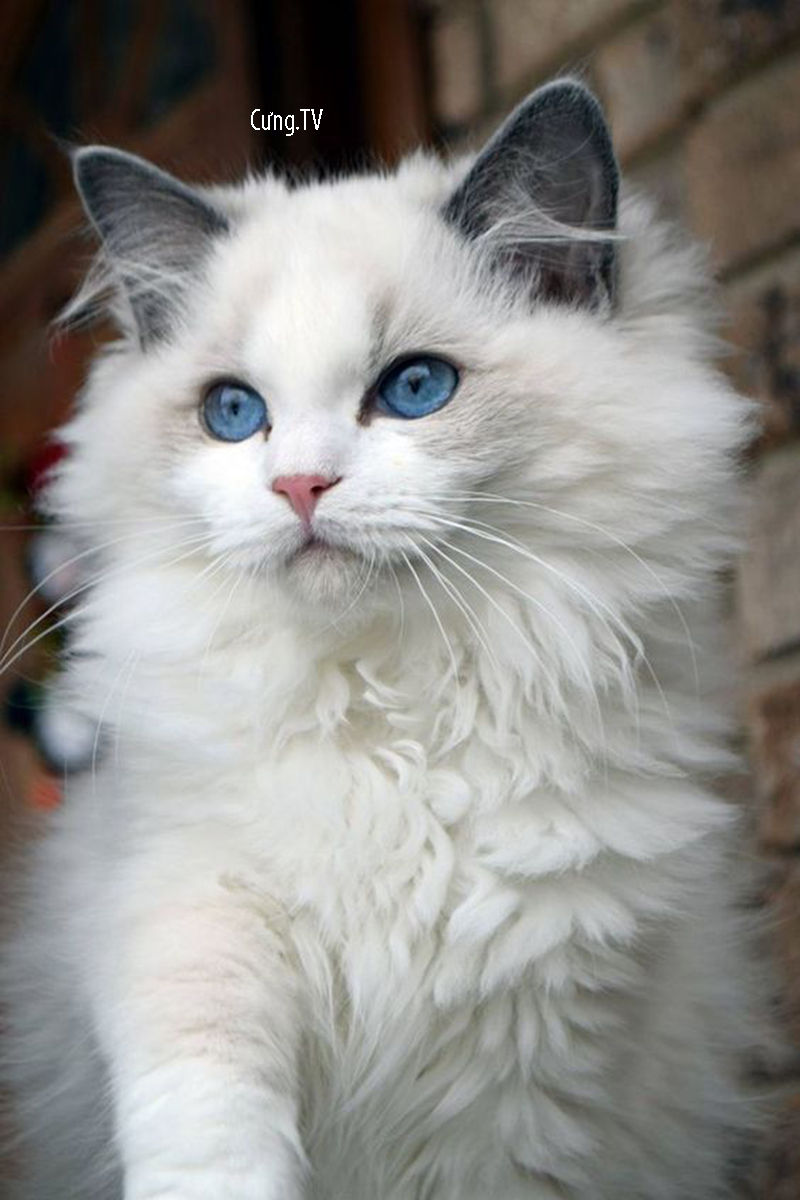 Mèo Ragdoll