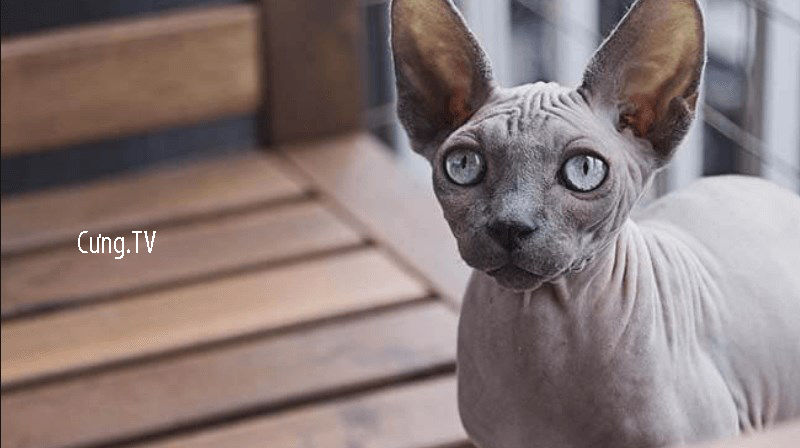 Mèo Sphynx