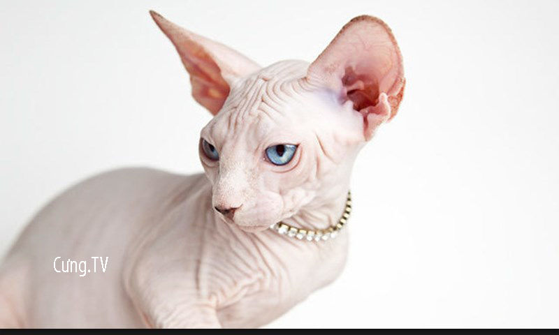 Mèo Sphynx