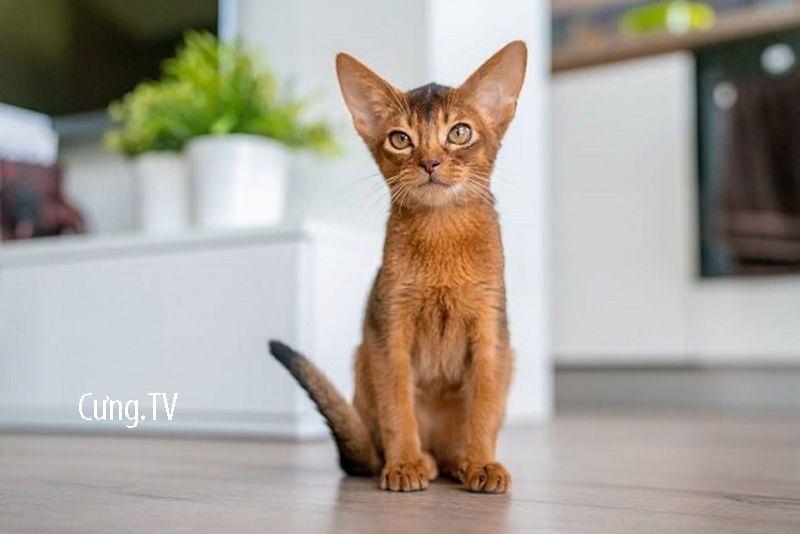 Mèo abyssinian