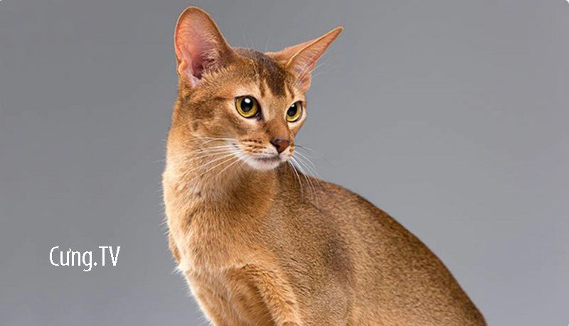 Mèo abyssinian