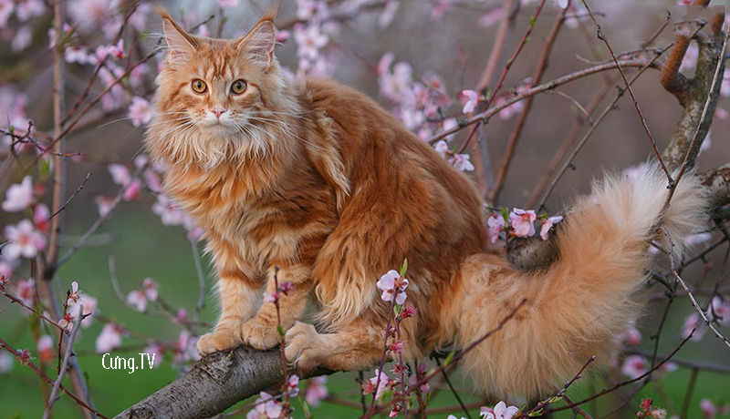 Mèo maine coon