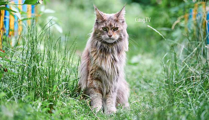 Mèo maine coon