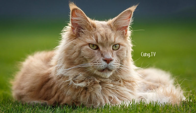 Mèo maine coon