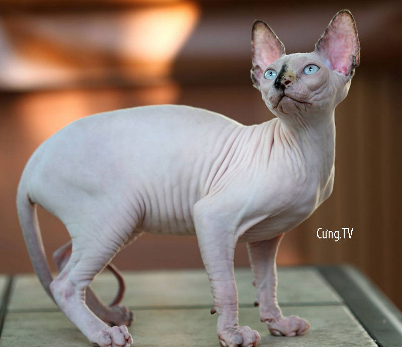 ý nghĩa mèo sphynx