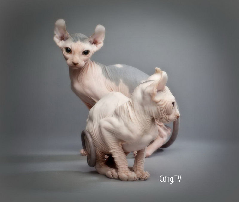 ý nghĩa mèo sphynx