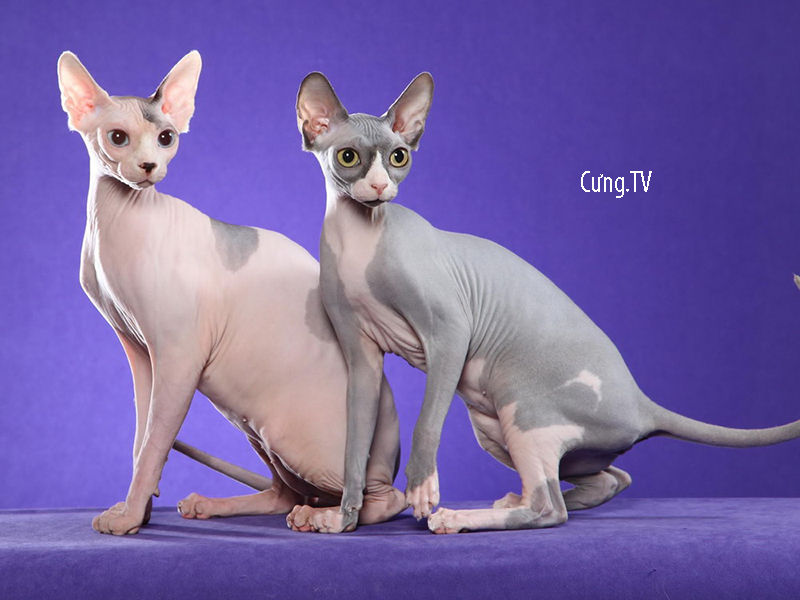 ý nghĩa mèo sphynx