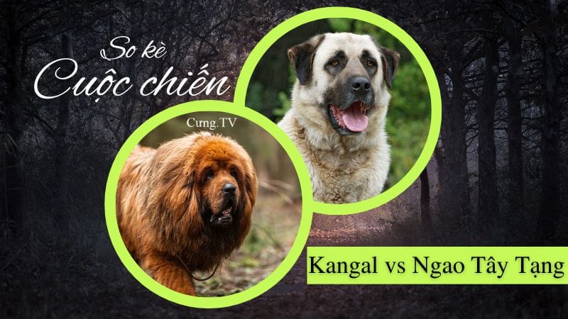 chó kangal vs ngao tây tạng