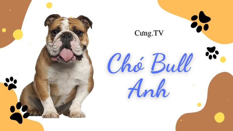 giá chó bull anh