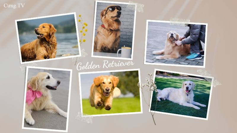 ảnh chó golden retriever