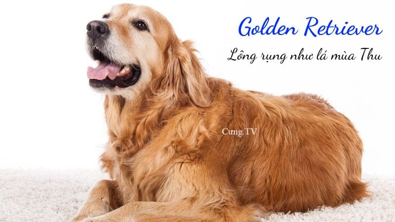 ảnh chó golden retriever