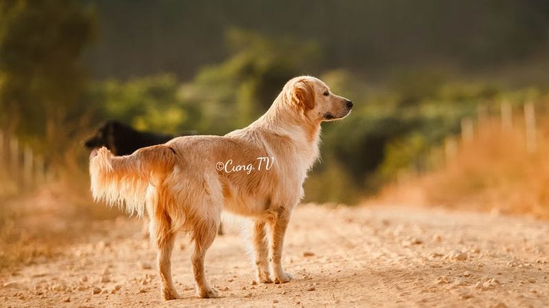 xem ảnh chó golden retriever