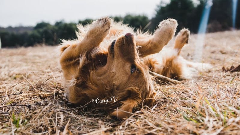 ảnh chó golden retriever