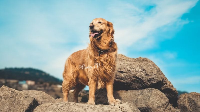 Chó Golden Retriever là một giống chó đáng yêu và thông minh, có thể trở thành người bạn thân thiết và đồng hành trung thành của mọi gia đình. Hãy xem hình ảnh của chúng, để bạn có thêm niềm đam mê và yêu thương dành cho loài vật tuyệt vời này.