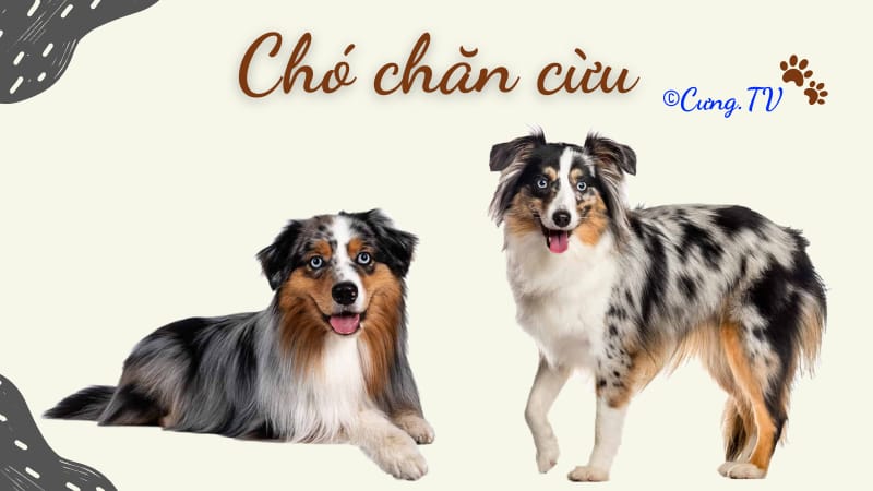 chó chăn cừu úc