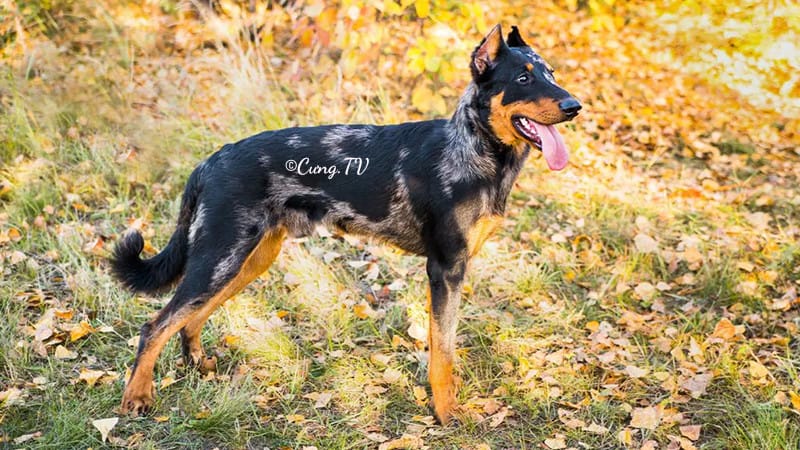 Chó chăn cừu Beauceron