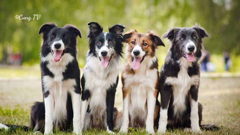 Chó chăn cừu Border Collie