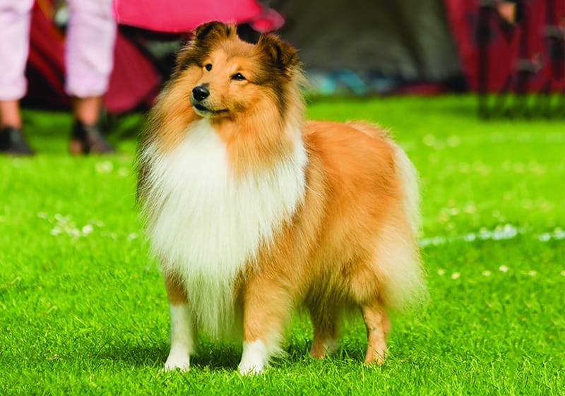 Chó chăn cừu Shetland