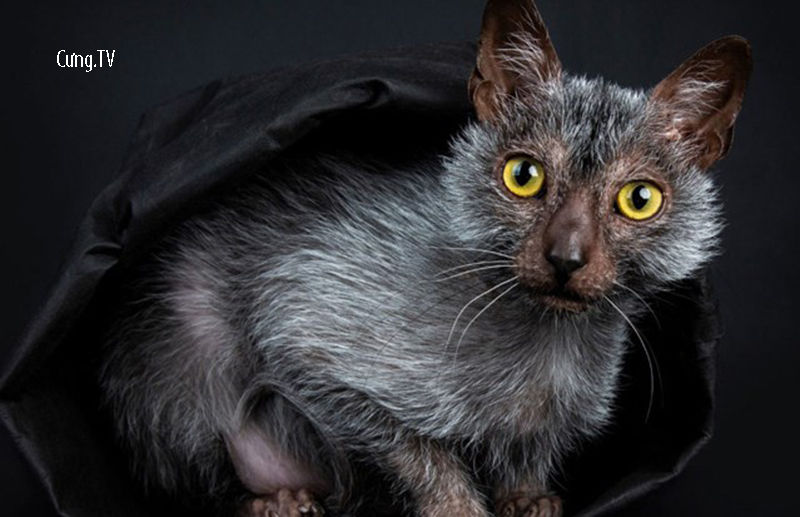 Mèo Lykoi