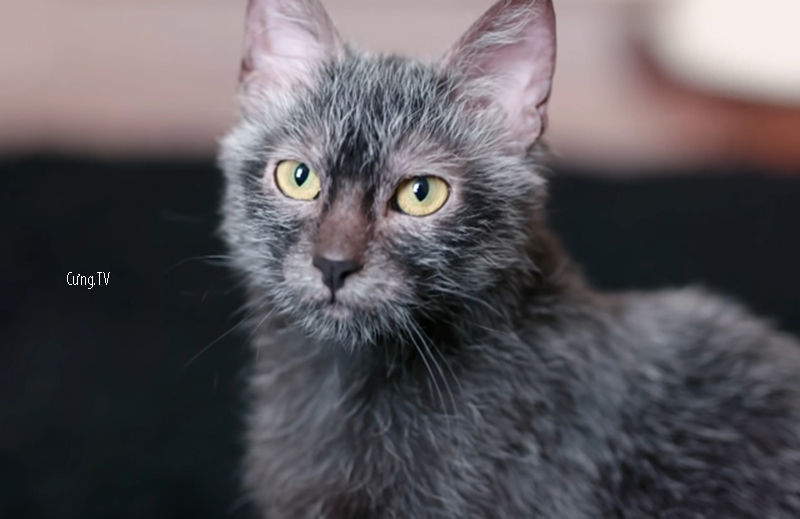 Mèo Lykoi