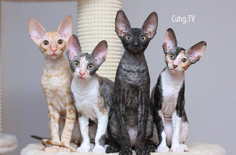 Mèo Cornish Rex