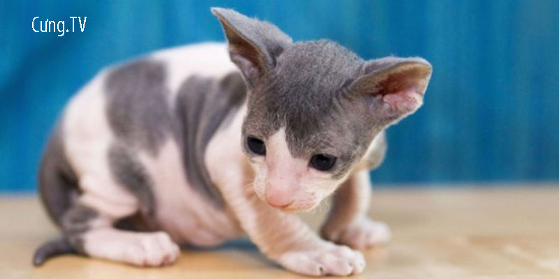 Mèo Cornish Rex