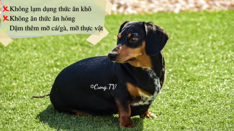 cách nuôi chó dachshund