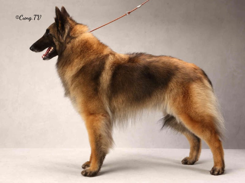 Chó chăn cừu Belgian Tervuren