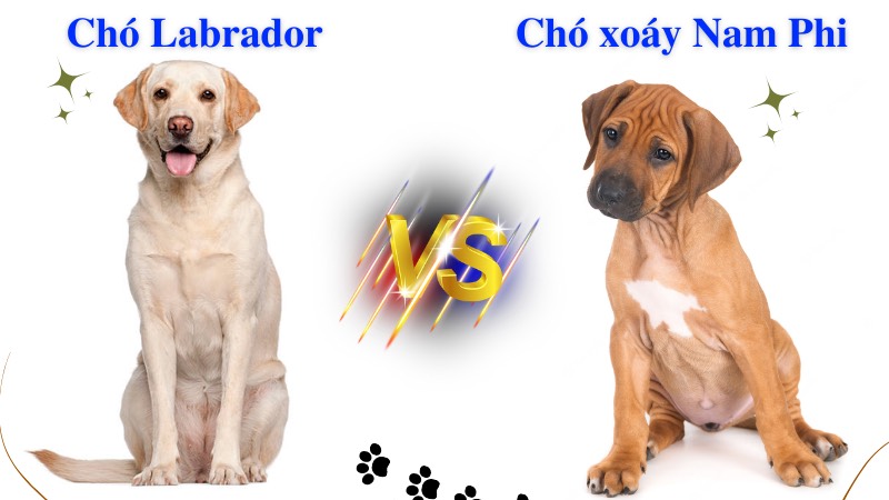 phối giống chó xoáy nam phi với chó Labrador