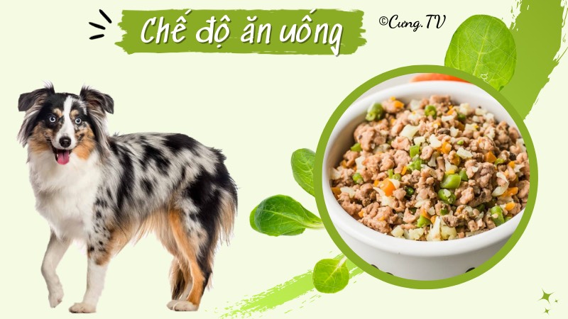 giống chó chăn cừu úc ăn gì