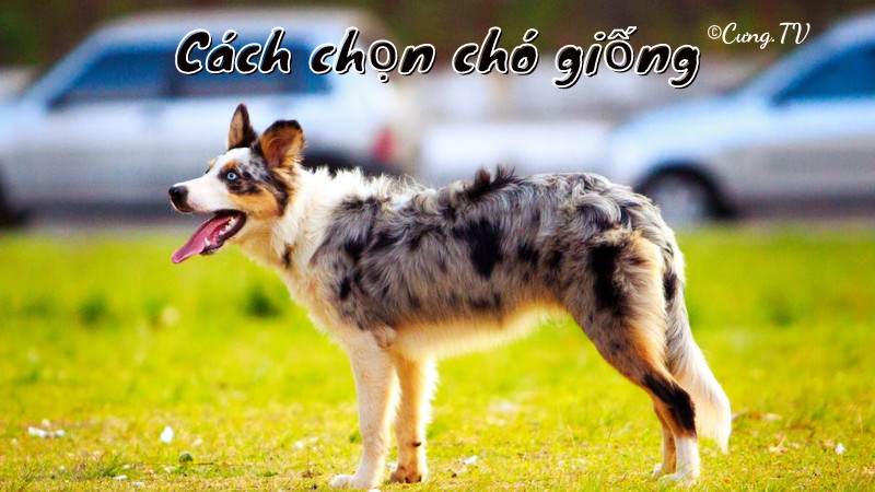 giống chó chăn cừu úc