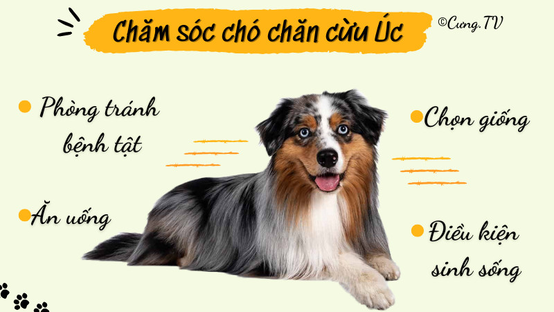 giống chó chăn cừu úc