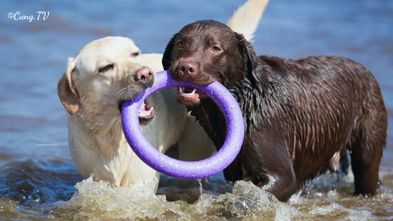 chó Labrador Retriever