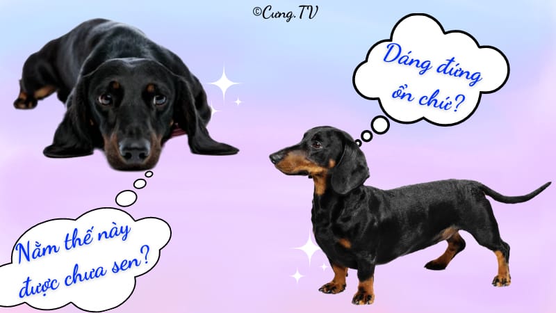 chó dachshund thuần chủng