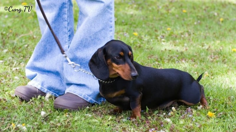 huấn luyện chó dachshund