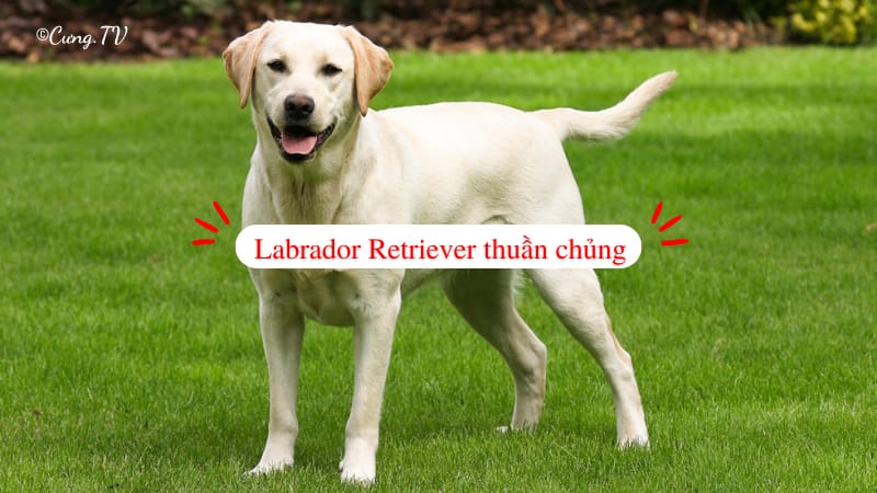 chó labrador retriever giá bao nhiêu