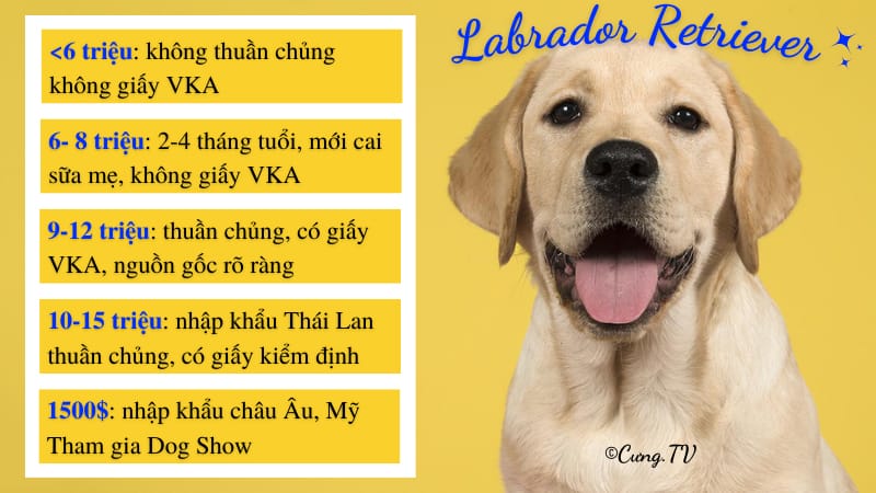 chó labrador retriever giá bao nhiêu