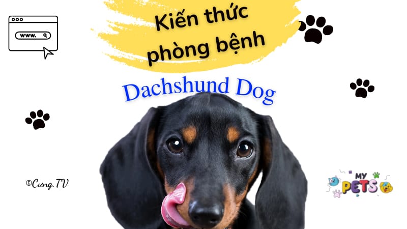 phòng tránh bệnh cho chó dachshund