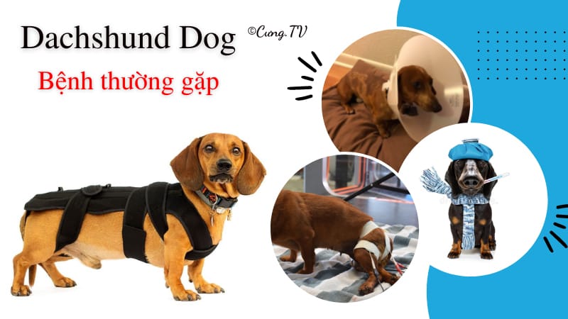 phòng tránh bệnh cho chó dachshund