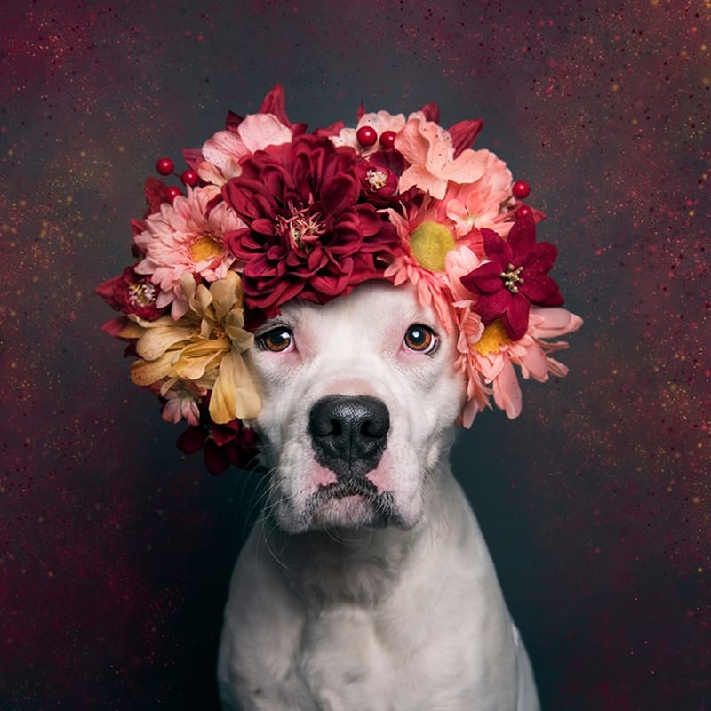 Pitbull đội vương miện hoa